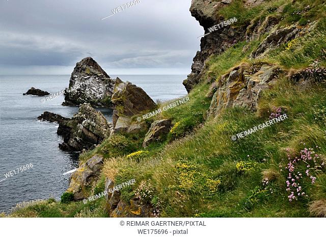 Bow Fiddle Rock quartzite sea arch and rocks on cliff with Thrift Trefoil and grass at Portknockie on the North Sea Atlantic ocean Scotland UK