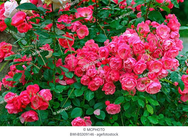 ornamental rose (Rosa 'Angela', Rosa Angela), cultivar Angela