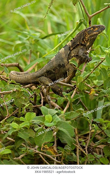 Spiny-tailed Iguana - (Ctenosaura similis) - Costa Rica - Tropical dry forest - Santa Rosa National Park