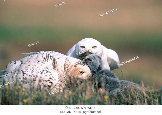 Snowy Owls pair with chicks at nest Barrow Alaska USA Nyctea scandiaca