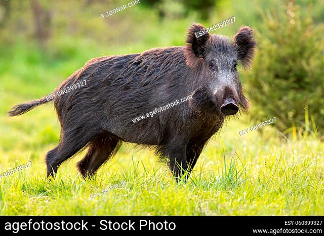Wild boar, sus scrofa, standing on green pasture in spring nature. Hairy mammal with snout looking on glade in springtime