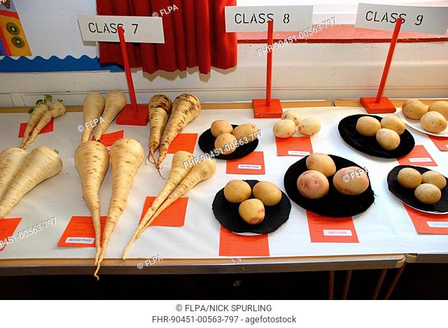 Entries at village horticultural winter show, parsnips and potatoes, Hertfordshire, England, february
