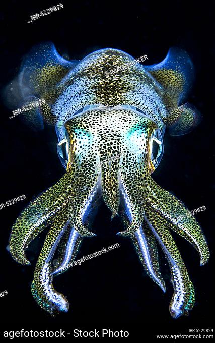 Glowing Caribbean reef squid (Sepioteuthis sepioidea) at night, Philippines, Asia