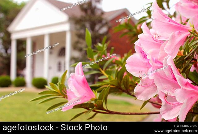 Azalea Flowers with Historic Mansion in Background, Shallow DOF