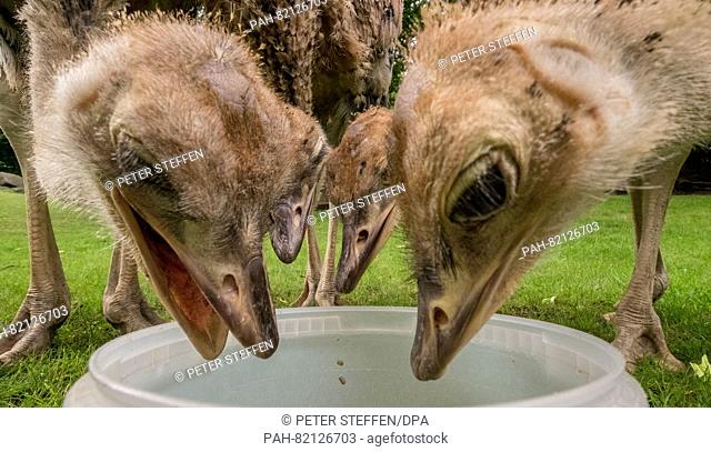 Young North African ostriches eat froma bucket in their enclosure at the zoo in Hanover,  Germany, 05 July 2016. The North African ostrich is threatened with...