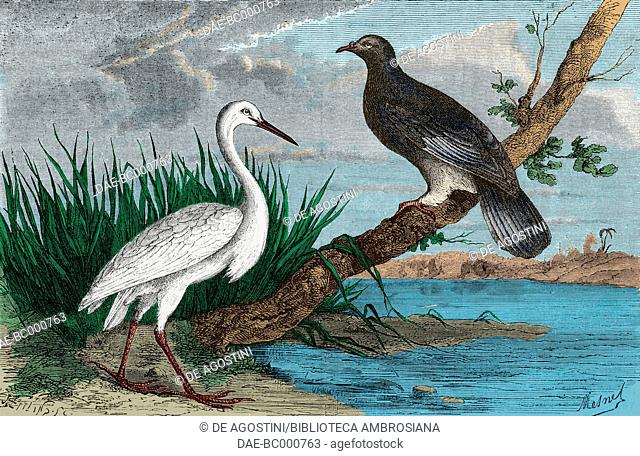 New Caledonian imperial-pigeon and heron, drawing by Mesnel, from Journey to New Caledonia by the French engineer Jules Garnier (1839-1904), 1863-1866