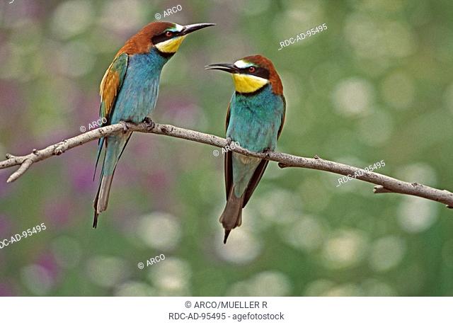 European Bee-eater, pair, Spain, Merops apiaster
