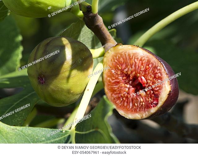 Fig on fig tree between the leaves