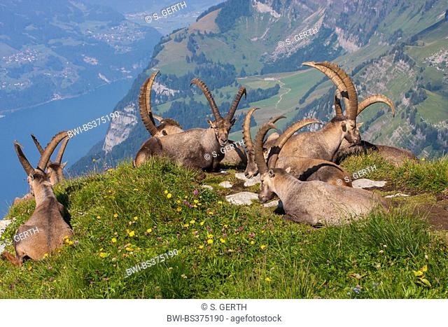 Alpine ibex (Capra ibex, Capra ibex ibex), group of ibexes enjoy the morning sun, Switzerland, Toggenburg, Chaeserrugg