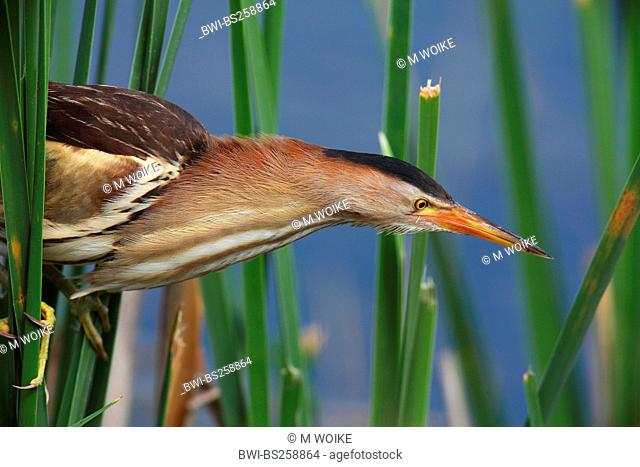 little bittern Ixobrychus minutus, female lurking for prey at the edge of the reed zone, Greece, Kerkini-See