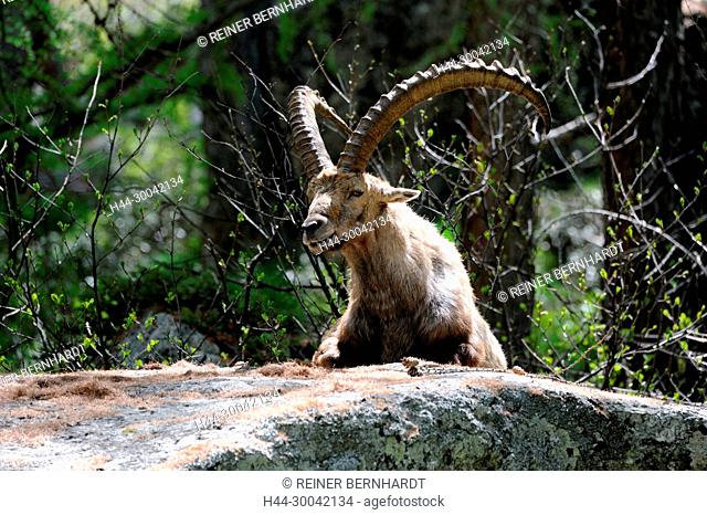 Capricorn, mountain goat, cloven-hoofed animal, ruminant, horn-rimmed  bearer, Bovidae, Boviden, Stock Photo, Picture And Rights Managed Image.  Pic. H44-30042134 | agefotostock
