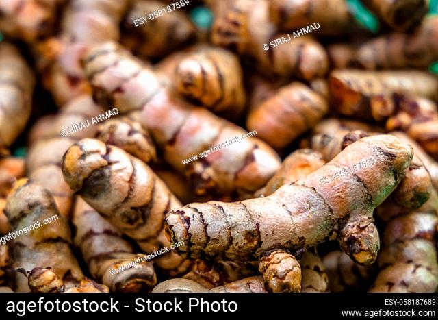 Turmeric roots closeup. Fresh harvest of many turmeric roots background texture
