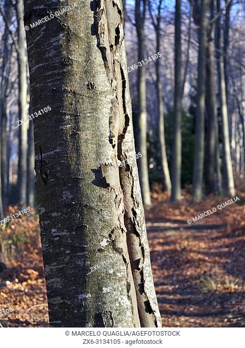 Winter beech forest, bark detail (Fagus sylvatica) at Pla del Rovirol area. Montseny Natural Park. Barcelona province, Catalonia, Spain