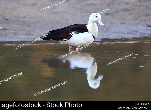 Burdekin duck at the water