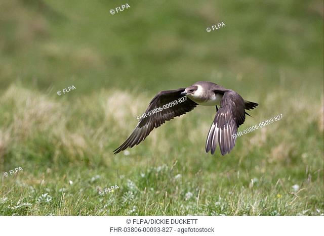 Arctic Skua Stercorarius parasiticus pale phase, adult, in low flight, Shetland Islands, Scotland, june