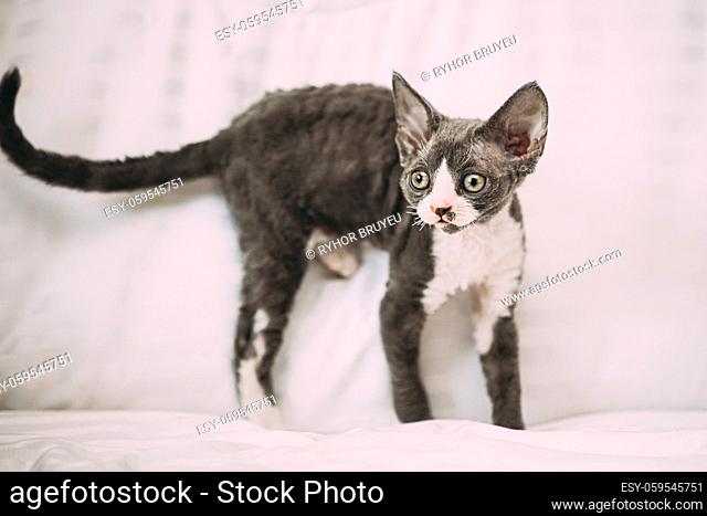 Funny Curious Young Gray Devon Rex Kitten Sitting At Home Sofa. Short-haired Cat Of English Breed