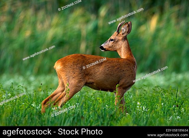 Elegant roe deer, capreolus capreolus, buck looking back over shoulder on green meadow in summer. Young wild animal with small antlers from side low angle view...