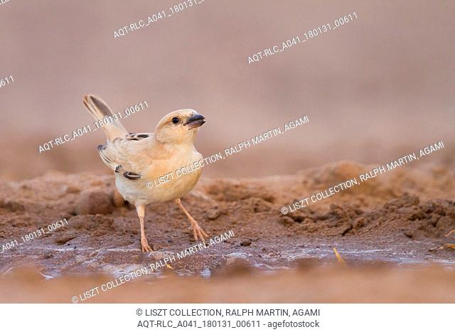 Desert Sparrow, Passer simplex ssp. saharae, summer plumage female, Morocco, Passer simplex