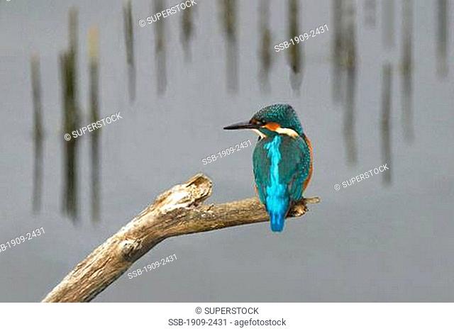 Kingfisher bird perching on stick by river looking for fish Welsh Wildlife Centre Cardigan Wales Cymru UK GB British Isles EU