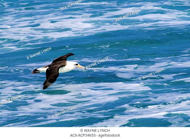 Laysan albatross Diomedea immutabilis, Midway Atoll, Hawaii