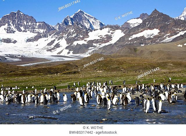 king penguin (Aptenodytes patagonicus), penguin colony, Suedgeorgien, St. Andrews Bay