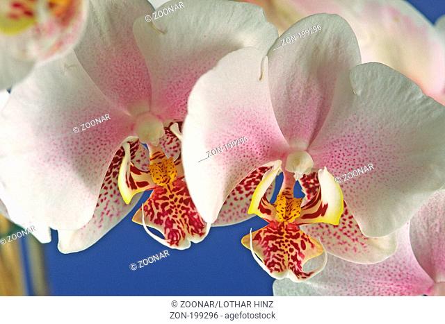 Phalaenopsis-Hybride, Nachtfalter-Orchidee, Malaienblume, Detail