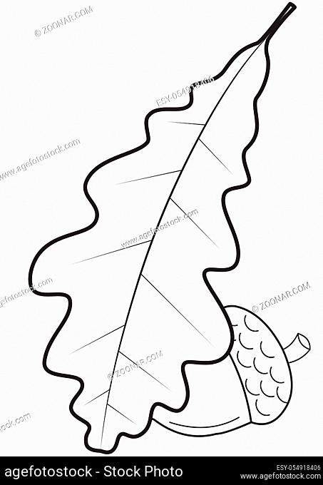 Illustration of a contour of an oak leaf and an acorn on a white background