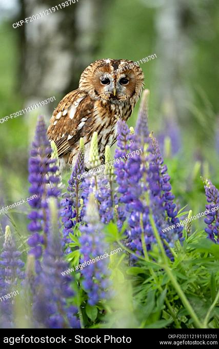 Tawny owl in wild nature during spring time (CTK Photo/Ondrej Zaruba)