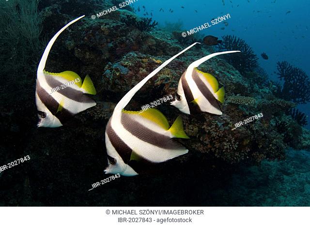 Pennant Coralfish, Longfin Bannerfish or Coachman (Heniochus acuminatus), Maldives, Indian Ocean