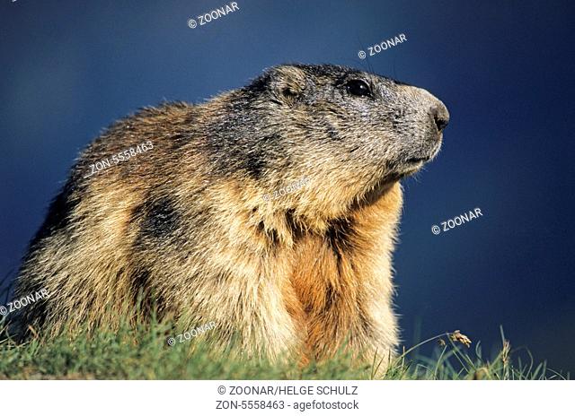 Alpine Marmot watching over his territory