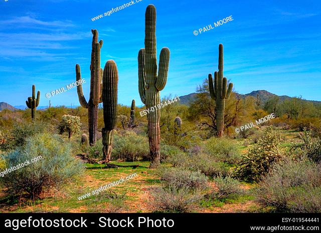Saguaro Cacti in Spring
