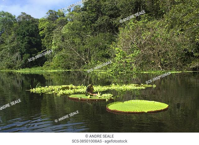 Wild Victoria regia or waterlily, Victoria amazonica, is the largest of all lilies, Mamiraua sustainable development reserve, Amazonas, Brazil