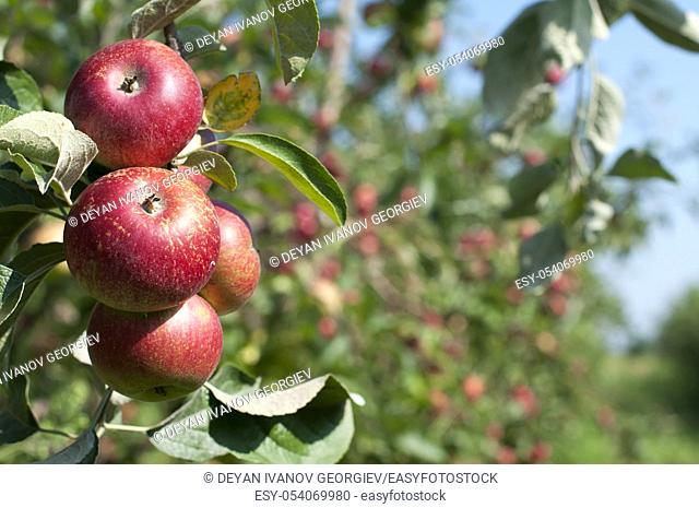 Apple tree with red apples. Blurred apples on background