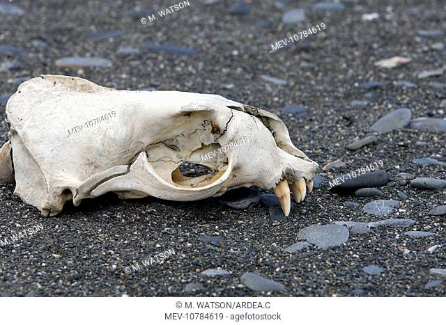 Antarctic Fur Seal - skull (Arctocephalus gazella)