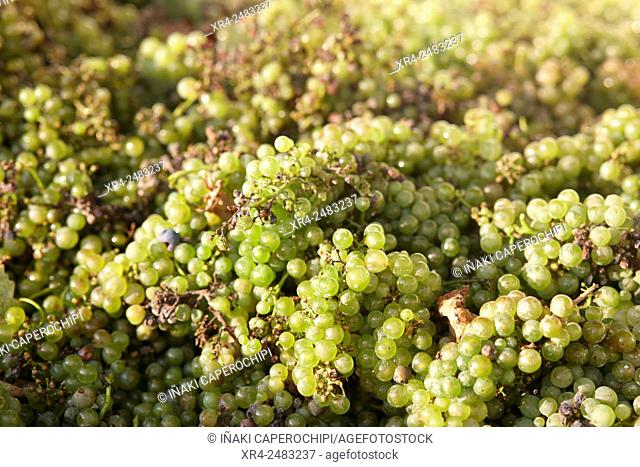 Txakoli grape harvest, Getaria, Gipuzkoa, Guipuzcoa, Basque Country, Spain