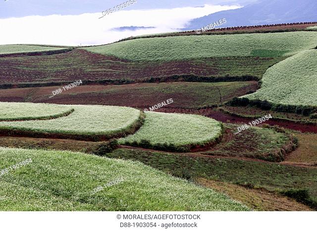China, Yunnan Province, Kunming Municipality, Dongchuan District, Red lands, Xiguadi, terrace cultivation