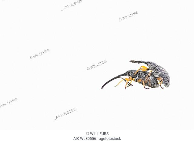 Hollyhock weevil, Stokroossnuitkever, Rhopalapion longirostre