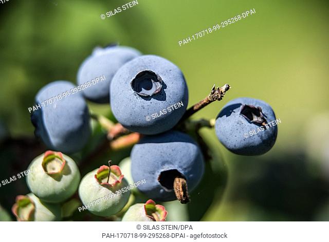 Ripe blueberries, photographed at a blueberry plantain in Wedemark, Germany, 18 July 2017. In order to keep starlings away from the blueberries