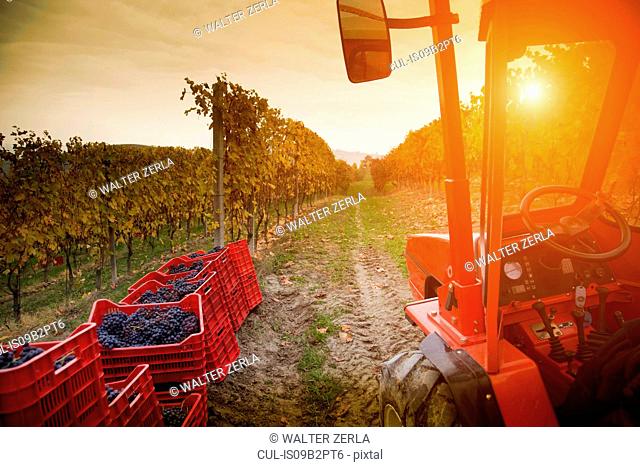 Tractor in vineyard, red grapes of Nebbiolo, Barolo, Langhe, Cuneo, Piedmont, Italy