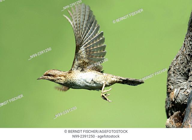 Wryneck (Jynx torquilla), flying out of the nesting hole, Germany