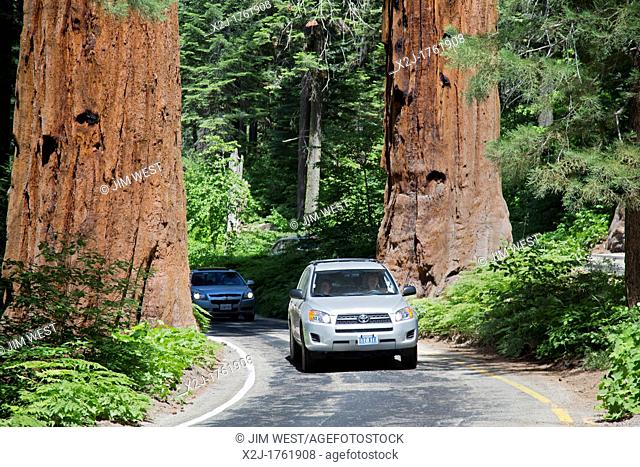 Sequoia National Park, California - Cars drive between two huge Sequoia trees on the Generals Highway in Sequoia National Park
