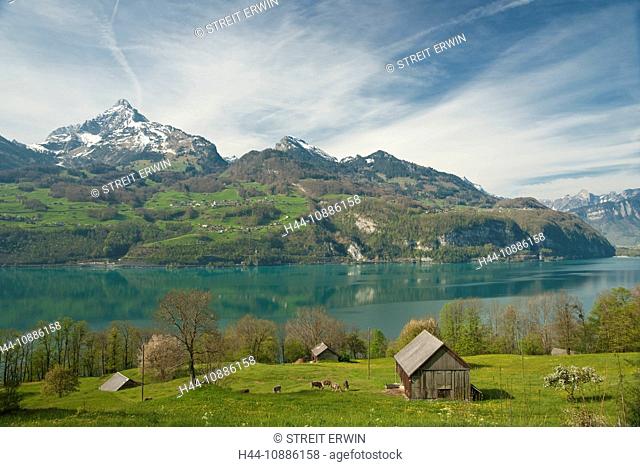 Betlis, Amden, canton St. Gallen, Switzerland, Walensee, spring, spring scenery, meadows, spring meadows, cows, nature, Alps, outdoors, outside, deserted