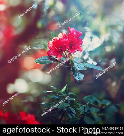 Blooming rhododendron, close-up