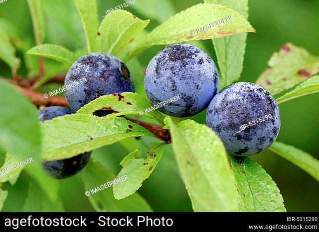 Blackthorn (Prunus spinosa) berries, North Rhine-Westphalia, Germany, Europe