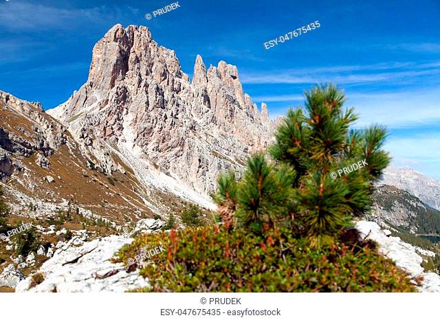 Small pine tree and stone and Cima Ambrizola and Clroda da Lago, Italien dolomites
