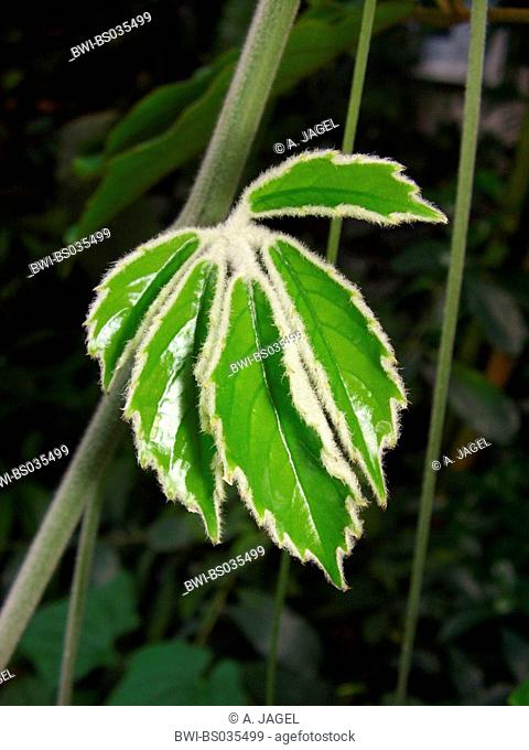 Chestnut Vine, Lizard Plant (Tetrastigma voinierianum), young leaf