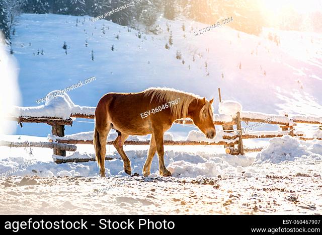 Brown horse is standing on an idyllic paddock in winter, sunshine