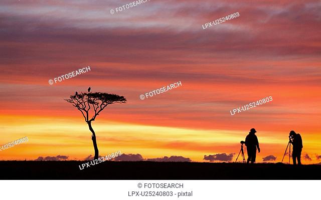 Sunrise silhouettes on the Mara: panorama view of acacia tree with pair of Marabou storks perching, silhouetted against pink orange sky