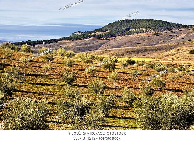 Olives in the Valdeloro La Guardia Toledo Castilla la Mancha Spain