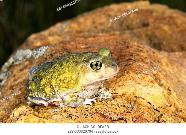 A Couch's spadefoot toad Scaphiopus couchi sitting on a boulder